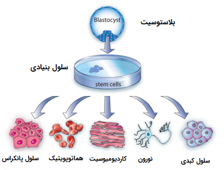 سلول بنیادی جنینی