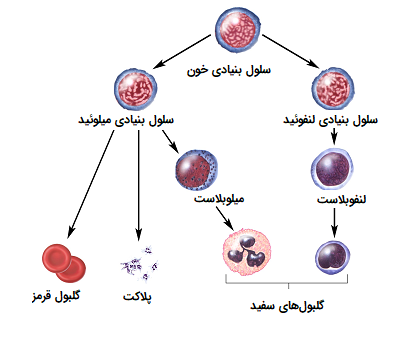 سلول بنیادی خون