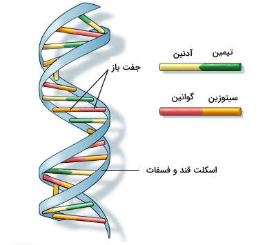 مولکول دو رشته‌ای DNA