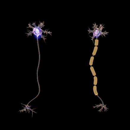 نورون میلین