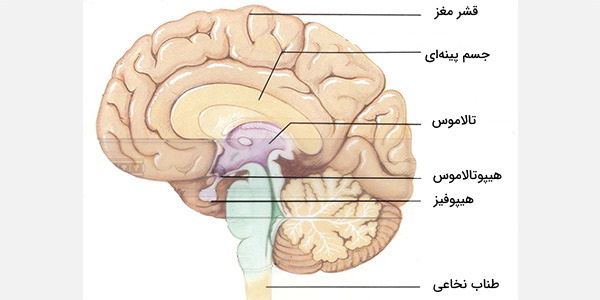 هیپوتالاموس کجاست