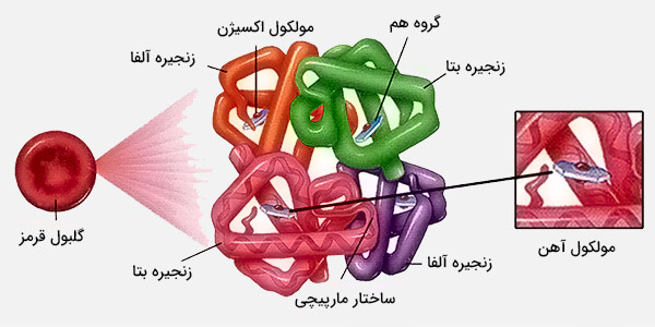 ساختار هموگلوبین