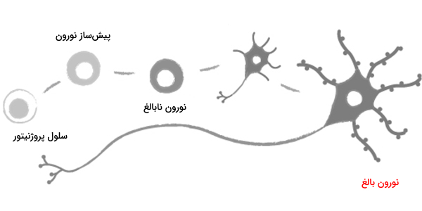 بلوغ نورون