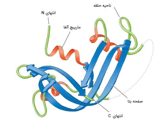 ساختار دوم پروتئین