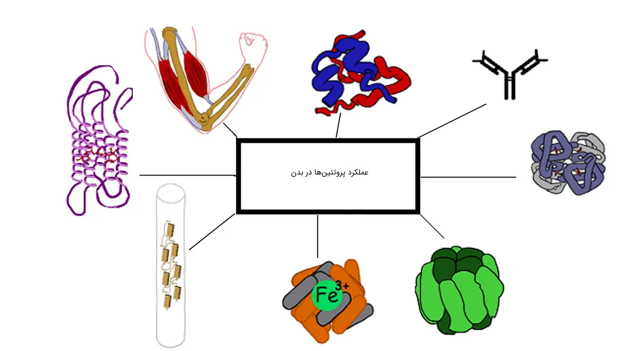 عملکرد پروتئین ها — به زبان ساده