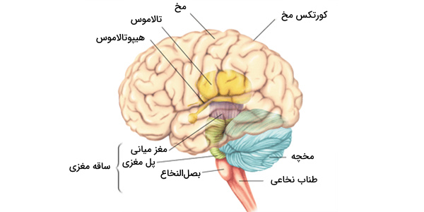 آناتومی مغز