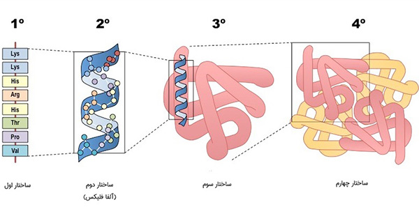 ساختار پروتئین