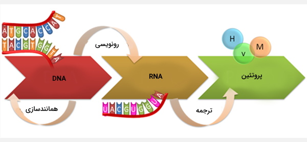 سنتز پروتئین