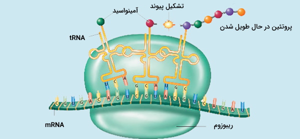 تولید پروتئین