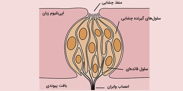 سلول های چشایی