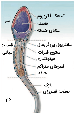 نام گذاری بخش های مختلف اسپرم انسان