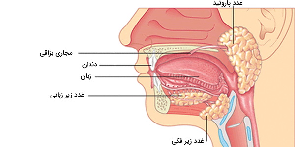ساختار غدد دهان