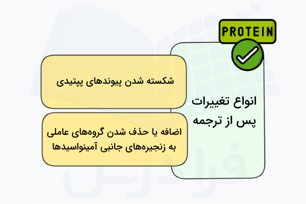 تغییرات پس از ترجمه پروتئین ها