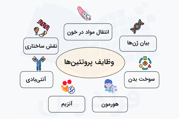 تعدادی از وظایف پروتئین ها در موجودات زنده
