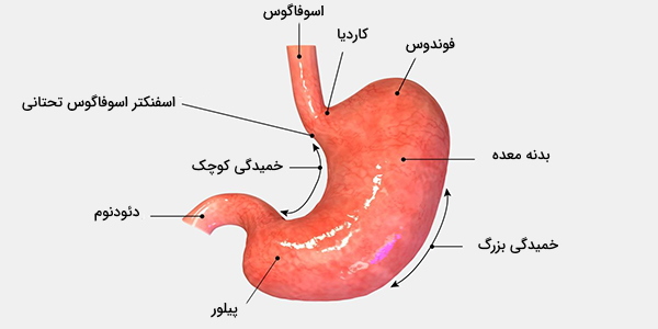 ساختار معده