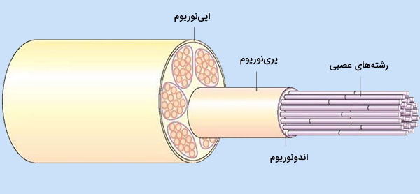 فاسیکول عصبی