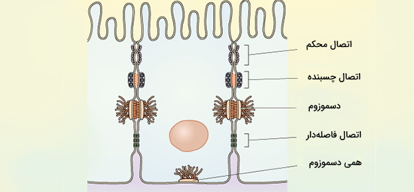 اتصالات سلولی