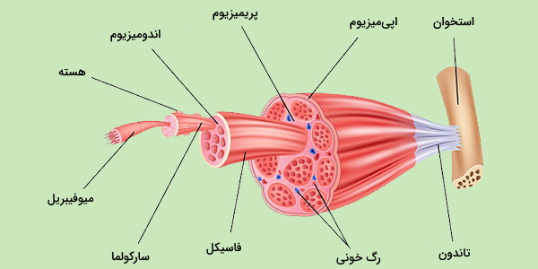 توبول t