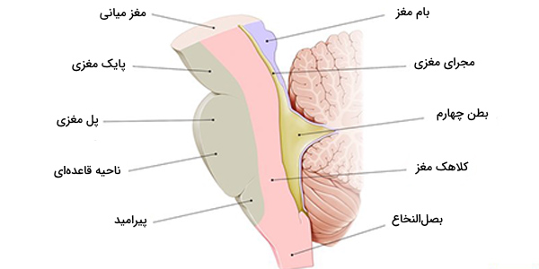 ساختار ساقه مغز