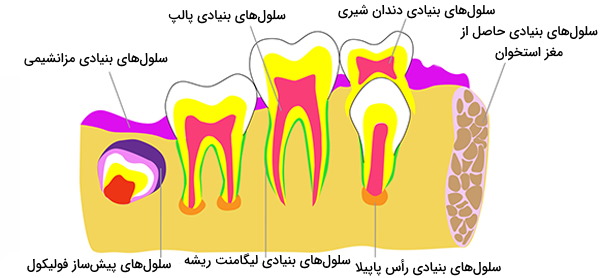 سلول بنیادی دندان