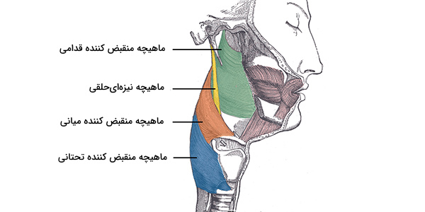 عضلات حلق