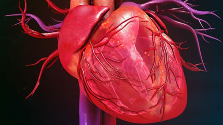 چرخه کار قلب چگونه است؟ — به زبان ساده