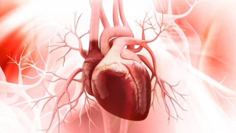 قلب چگونه کار می کند؟ — به زبان ساده