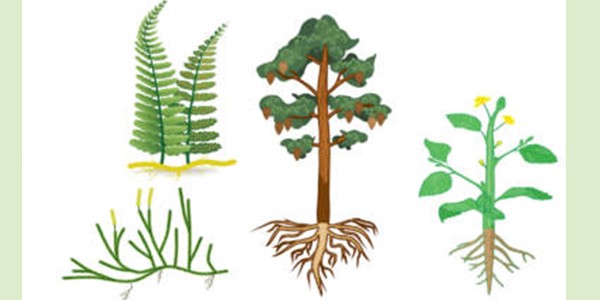 گیاهان