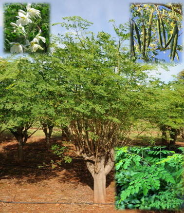 عکس درخت مورینگا