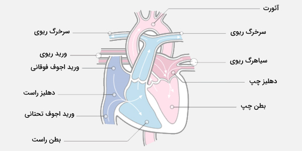 آناتومی قلب