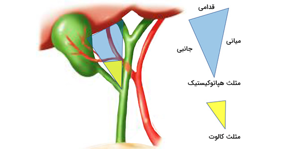 مثلث کالوت