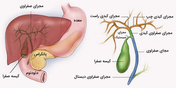 کار کیسه صفرا