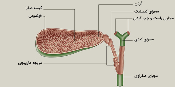 آناتومی کیسه صفرا