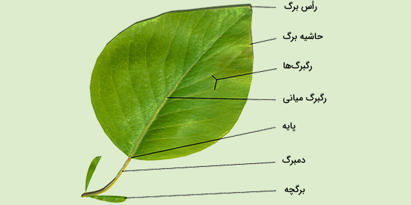 برگ گیاه