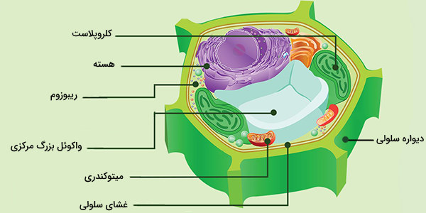 سلول گیاه