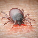 بیماری لایم چیست؟ – از تشخیص تا درمان – به زبان ساده