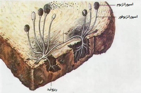 هاگ زایی در کپک