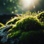 خزه چیست؟ – خصوصیات، زیستگاه و انواع گیاه خزه – آنچه باید بدانید