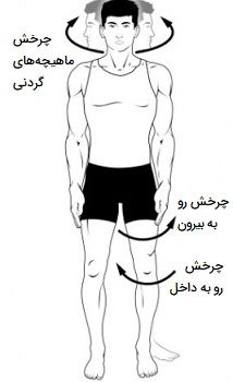 حرکات چرخشی ماهیچه ها