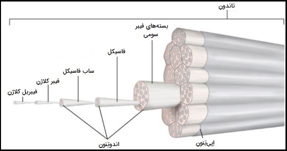 ساختار تاندون