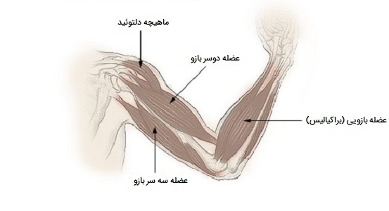 ماهیچه های دست