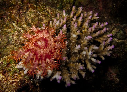ستاره دریایی مرجان می خورد