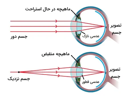 تطابق چشم انسان