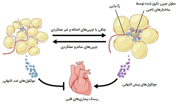 ماکروفاژهای بافت چربی