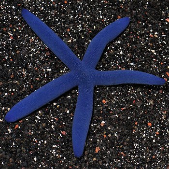 ستاره دریایی آبی رنگ