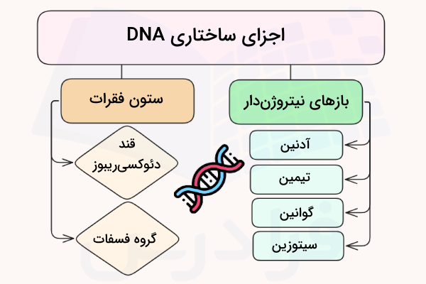 جدول اجزای ساختار DNA 