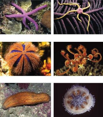 انواع ستاره دریایی