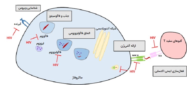 نقش ماکروفاژ در ایدز