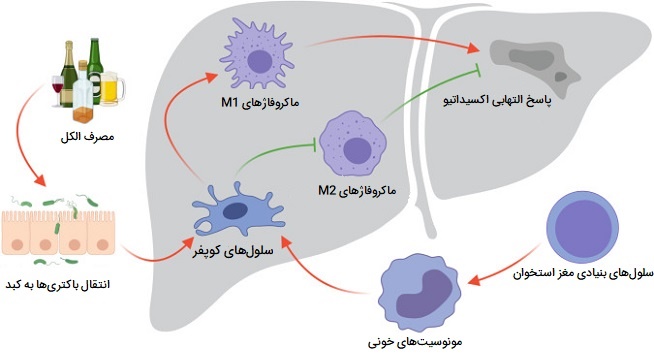 ماکروفاژهای کبدی