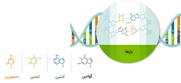 نوکلئوتید